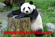For all those who believe eternity is actually a fuzzy panda. 
 
Search your feelings, you know it be true.